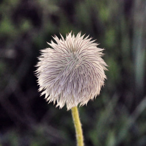 fleur-duveteuse-300x300 fleur duveteuse