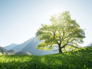 arbre-300x225 Pourquoi le Yoga "en pleine présence"?