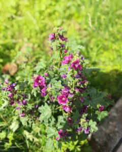 mauve-jardin-240x300 mauve jardin