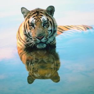 Tigre-Pitta-300x300 Tigre-Pitta