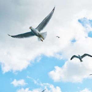 Vata-oiseaux-300x300 Vata-oiseaux