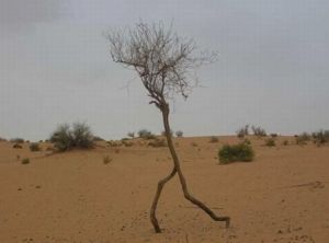 arbre-en-mouvement-300x222 arbre-en-mouvement