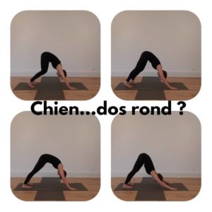 chien-tete-en-bas-dos-rond-300x300 chien-tete-en-bas-dos-rond