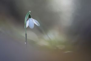 perce-neige-1-300x200 perce-neige-1