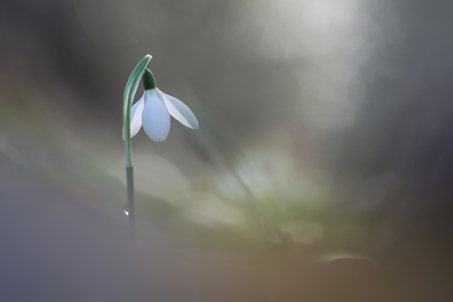 perce-neige-1 Se faire du bien avec le Yoga, l'Ayurveda et l'Ostéo-Danse