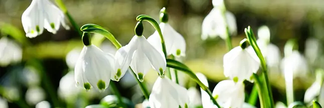 floraison-mars Se faire du bien avec le Yoga, l'Ayurveda et l'Ostéo-Danse