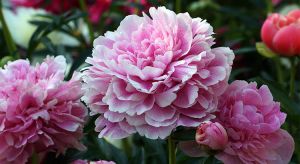 pivoines-300x164 pivoines
